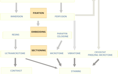fixation, E.M.?