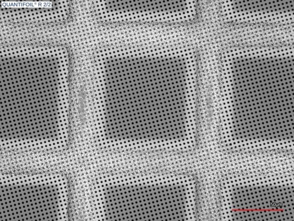 quantifoil R2/2