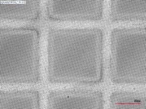 QuantifoilR1-2_50x