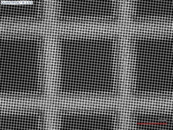 QuantifoilR35-1