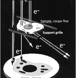 Electron Microscopy Grids: General