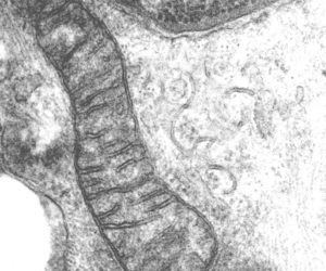 Opinion: The Central Dogma of Mitochondrial Genetics Needs Rewriting