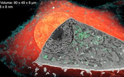 Unveiling Cells’ 3-D Ultrastructure