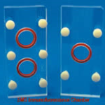Immunofluorescence Chamber