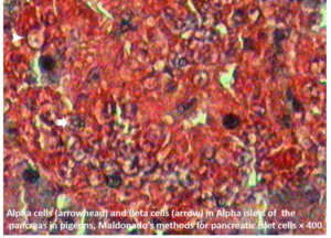Maldonado's Method For Pancreatic Islet Cells