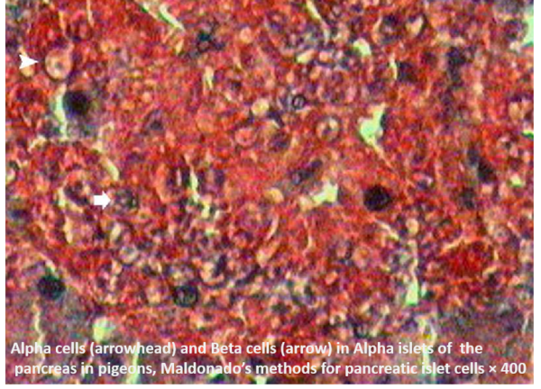 Maldonado's Method For Pancreatic Islet Cells